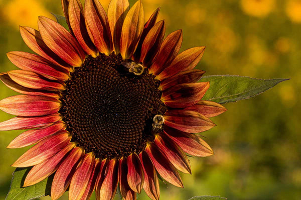 From Field to Photograph - The History of an Organic Sunflower Farm
