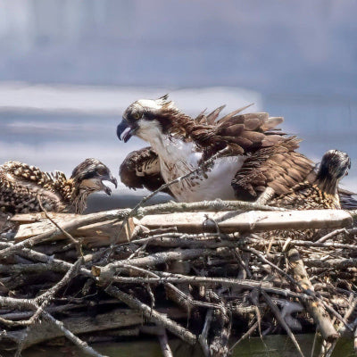 Osprey with fish in its mouth on a nest with water in the background