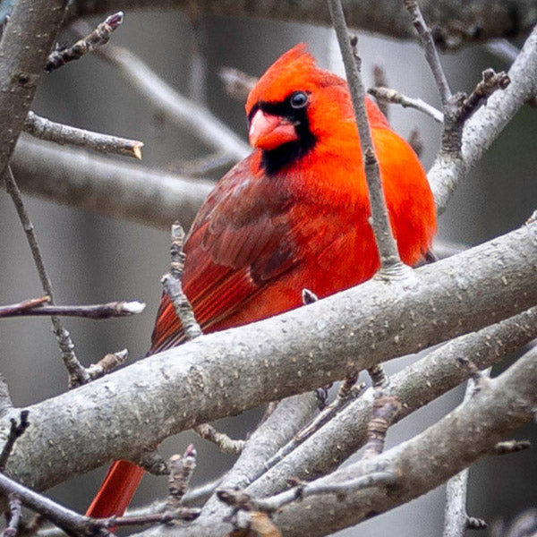 Red cardinal bird perched on a branch with a blurred background
