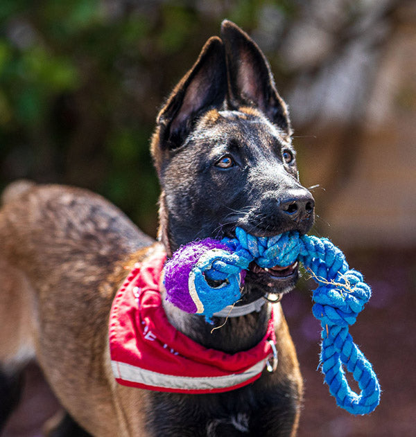 Dog playing with a blue and purple rope toy outdoors