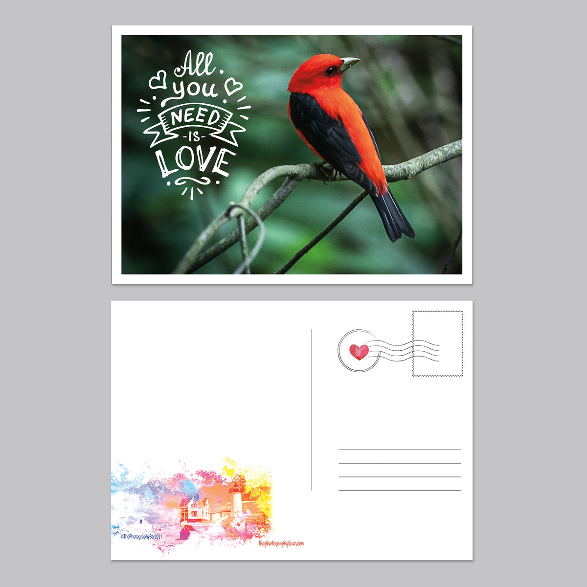 Feathered Friends Postcard Set - Thephotographybar